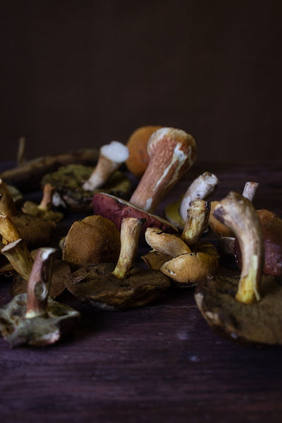 •	Functional Mushrooms: Ancient Wisdom for Modern Wellness