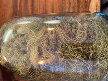 Usnea Lichen (Wildcrafted) Organic