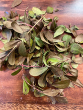 Uva Ursi (Wildcrafted) Organic
